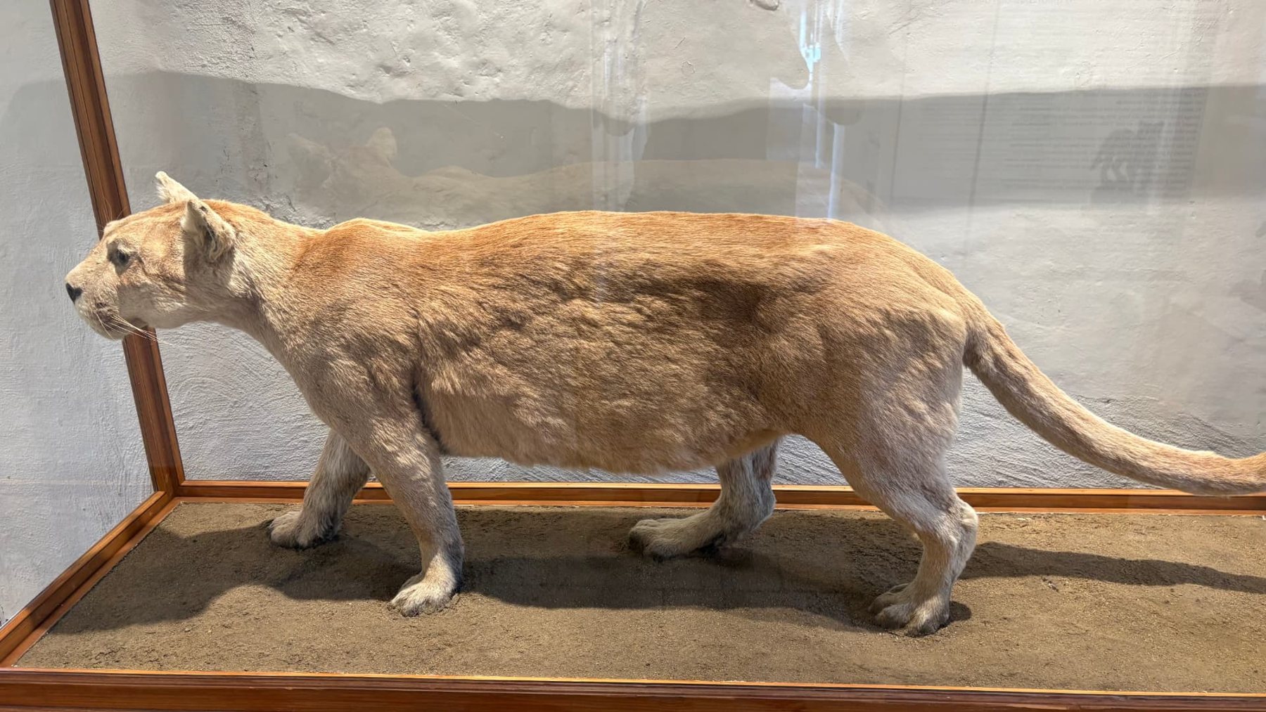 Den uppstoppade puman Bob i monter på Höganäs Museum