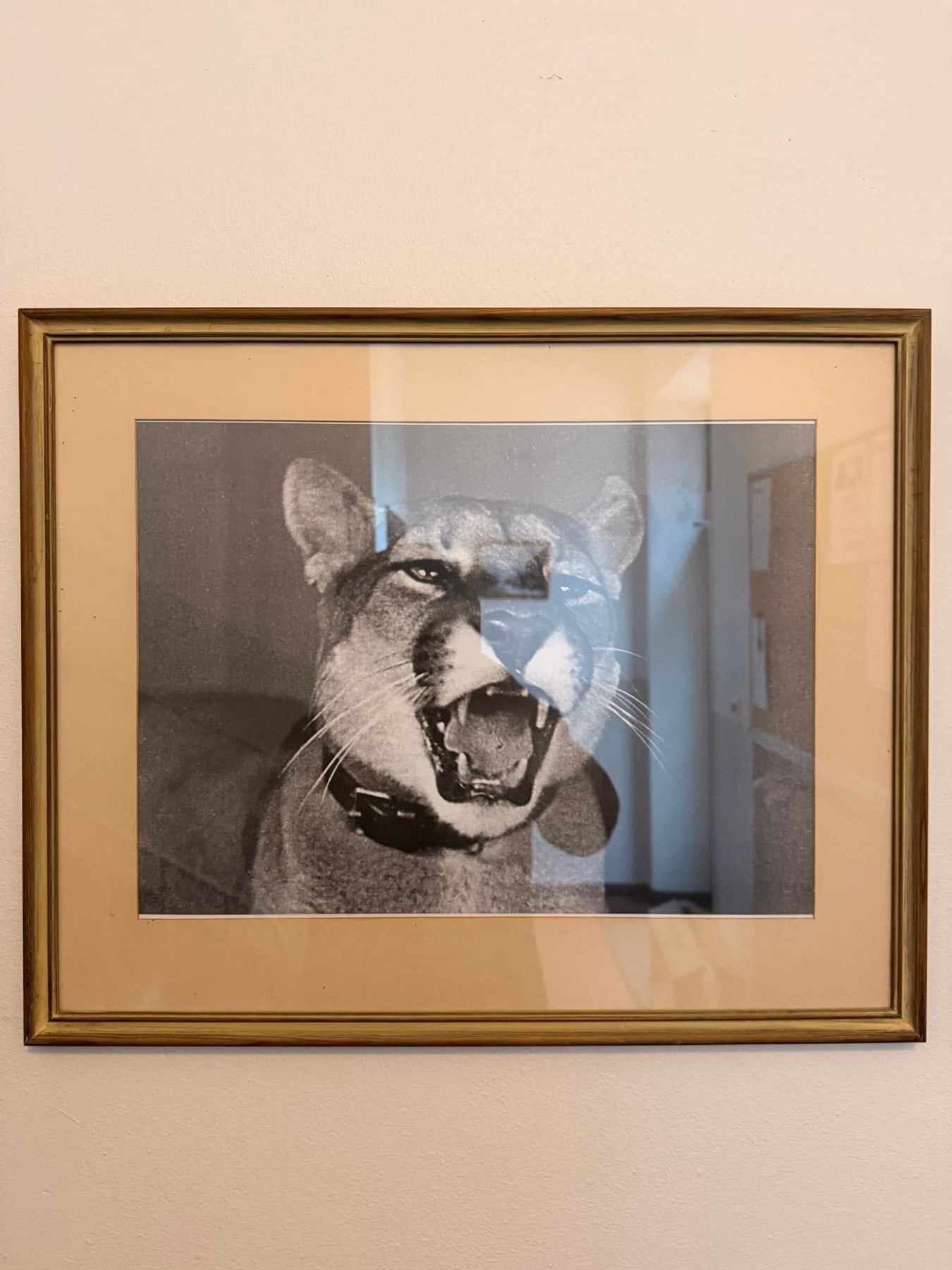 Den uppstoppade puman Bob på Höganäs Museum